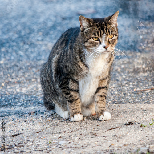 Domestic Cat