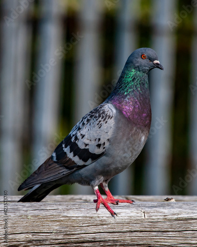 Pidgeons On A Fence