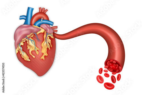Human heart anatomy and Blood vessel. vector illustration.