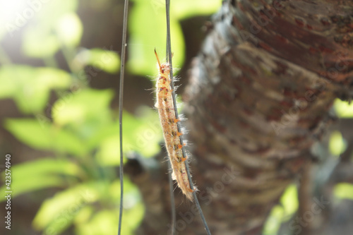 close up Trabala Pallida worm climb on a wire with nature background. photo