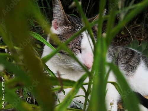 Un Leo photographiée en pleine sieste.