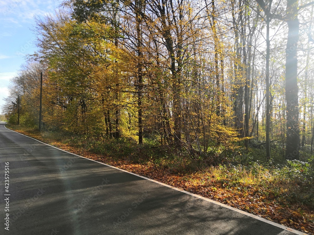 Fototapeta premium Road next to a forest.