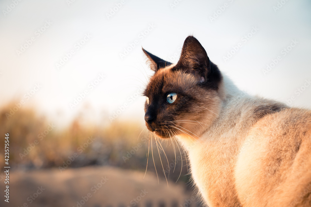 chat blanc aux yeux vairons Stock Photo Adobe Stock