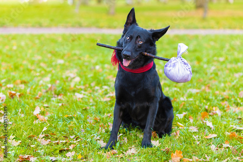 Black German shepherd dog traveler abandoned and left alone on street, in park with stick in teeth, in mouth, with luggage bag or suitcase, plaintive look, begging to come home to owner. pet adoption.