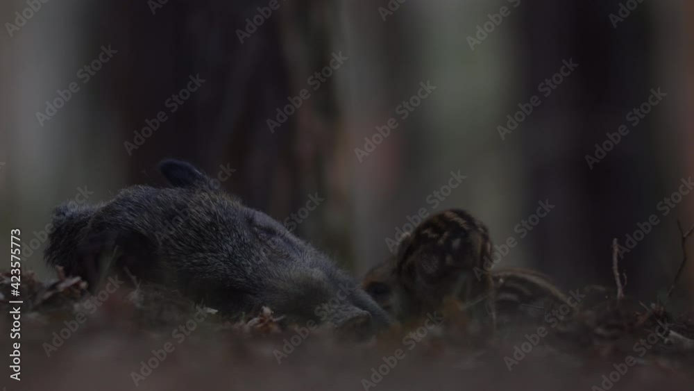 Closeup young wild boar Sus scrofa family, calm piggy mother suckling striped youngs. Wildlife tranquil scene of long furry animals. Strong nose, well smell sense to search food in omnivorous. Closeup young wild boar Sus scrofa family, calm piggy mother suckling striped youngs. Wildlife tranquil scene of long furry animals. Strong nose, well smell sense to search food in omnivorous.