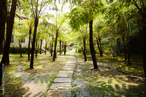 Fototapeta A walkway in a refreshing giant fern garden