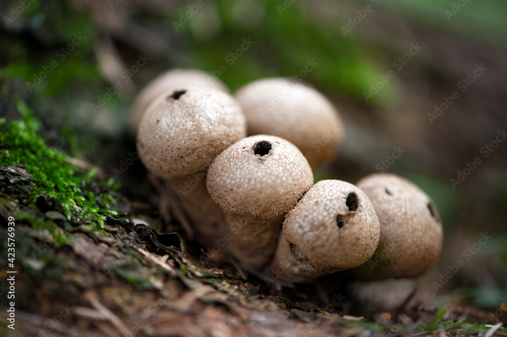 Mushroom in forest Mushroom in forest