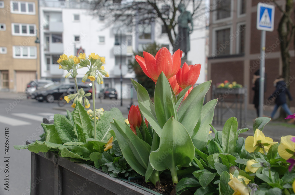 Blumenkästen in der Stadt. Im Frühling