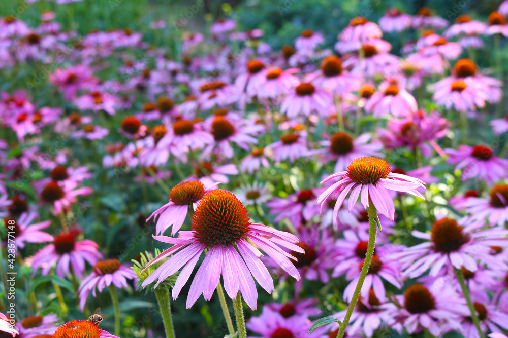 Field of purple coneflowers (Echinacea purpurea) native to North America and grown as an ornamental plant in temperate regions - obrazy, fototapety, plakaty 