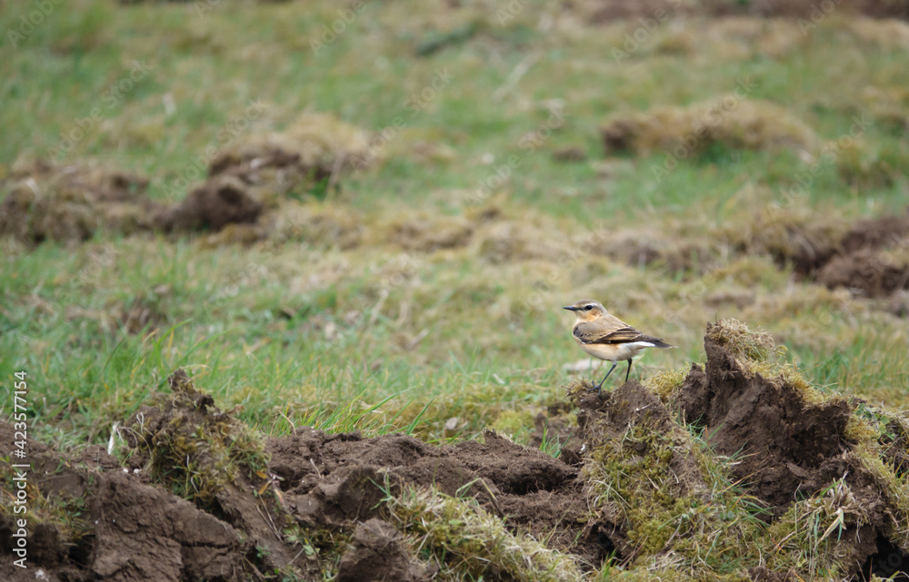 A male Wheatear (Oenanthe oenanthe) searching for food amongst mud and grass on Salisbury Plain in March A male Wheatear (Oenanthe oenanthe) searching for food amongst mud and grass on Salisbury Plain in March