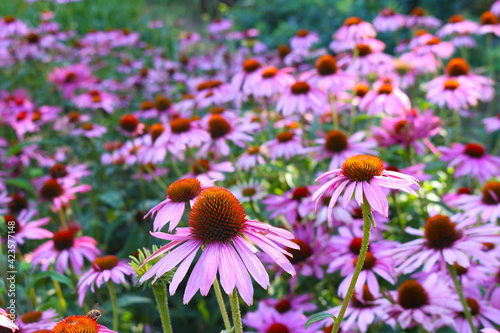 Field of purple coneflowers (Echinacea purpurea) native to North America and grown as an ornamental plant in temperate regions photo