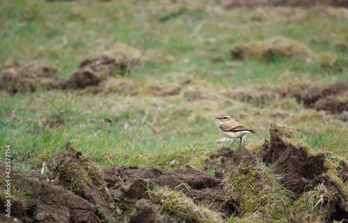 A male Wheatear (Oenanthe oenanthe) searching for food amongst mud and grass on Salisbury Plain in March 