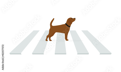 Dog with a collar on a pedestrian crossing on a white background