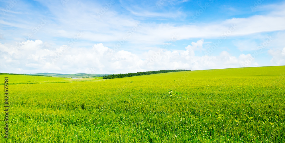 Green wheat field and blue cloudy sky. Wide photo.