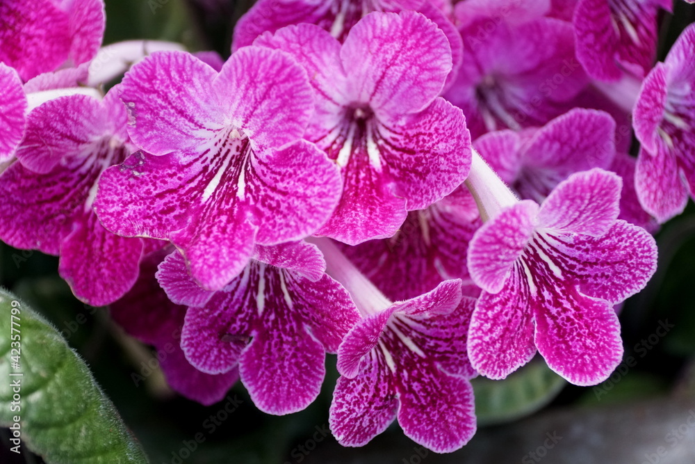 Light purple color of Cape-Primrose 'Strawberry Ice' flowers Light purple color of Cape-Primrose 'Strawberry Ice' flowers
