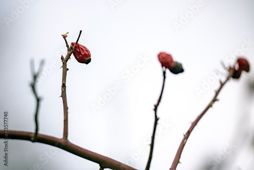 Photography buds, nacka, sverige, sweden, stockholm