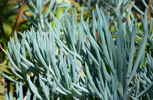 The Blue-Chalk Sticks plants  with scientific name Senecio Serpens