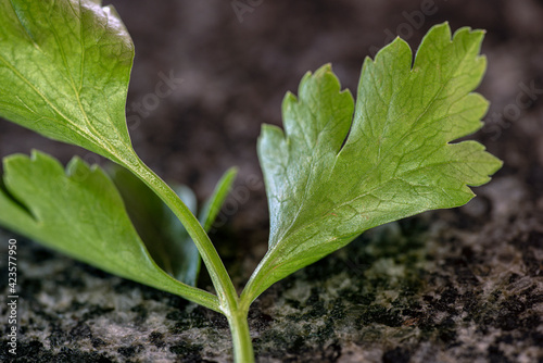 Photography parsley, nacka, sverige, sweden, stockholm