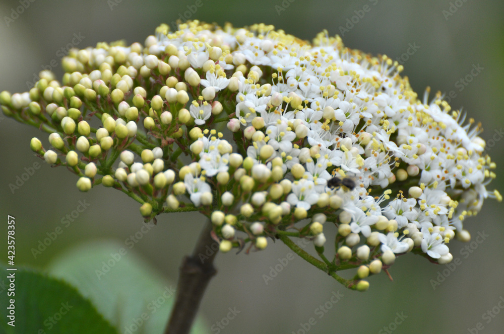 Viburnum (Viburnum lantana) blooms in spring Viburnum (Viburnum lantana) blooms in spring