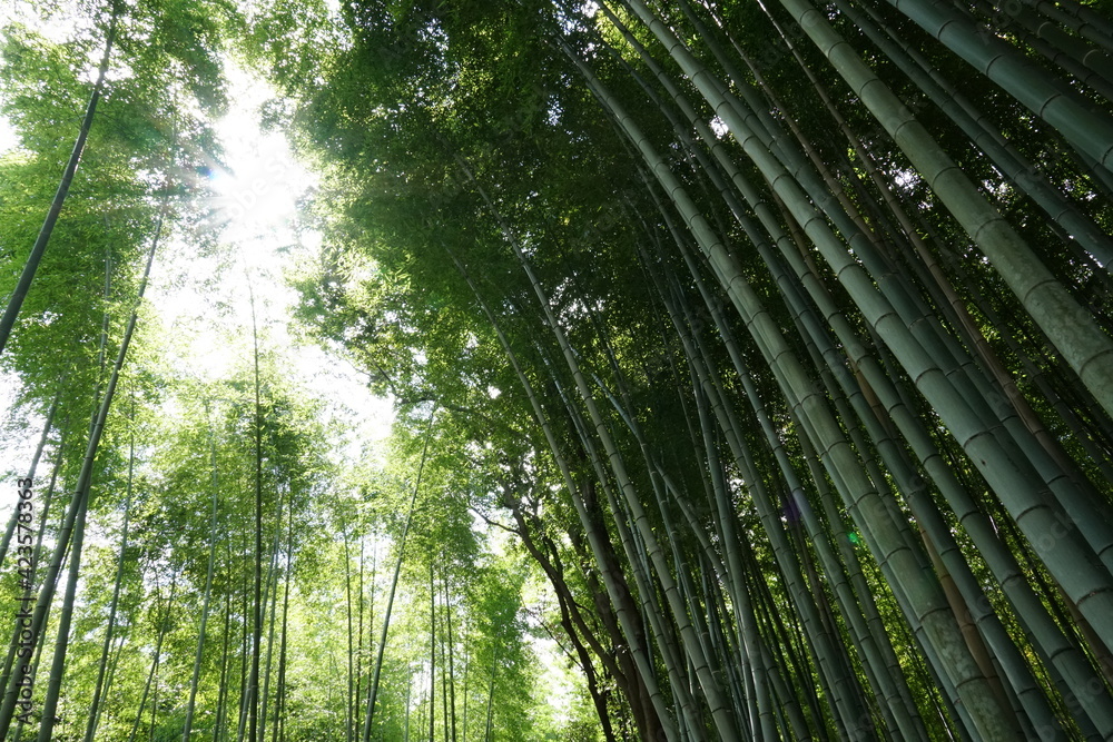 竹林の小径 竹林の小径