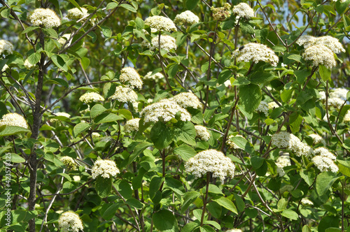 Viburnum (Viburnum lantana) blooms in spring