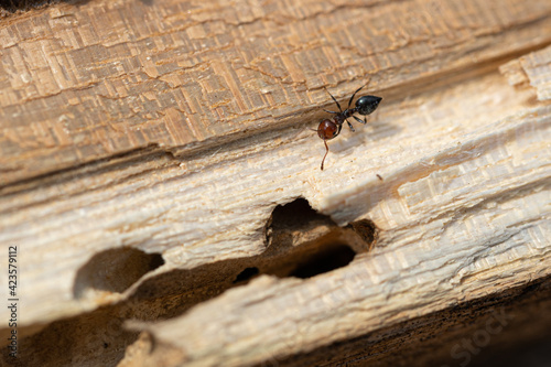 ants on wood © saad