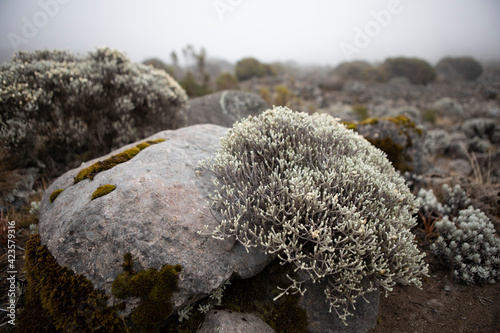 Obraz na plátně These shrubs were photographed surviving in an extreme climate.