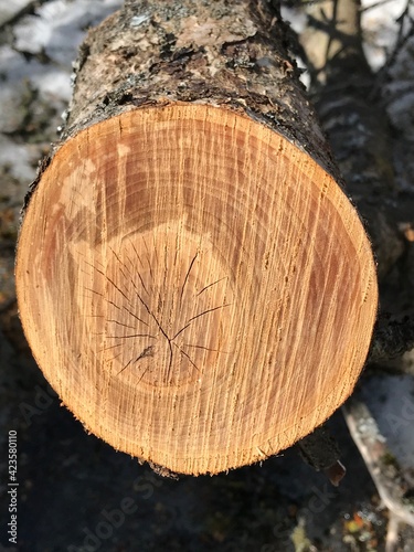 wood, tree, log, timber, cut, nature, trunk, forest, brown, texture, firewood, wooden, stump, lumber, bark, material, ring, circle, rings, section, pattern, deforestation, stack, natural, logs