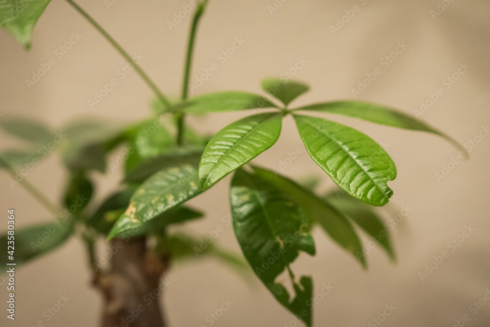 Green leaves from small tree growing in the spring time in closeup selective focus photo Green leaves from small tree growing in the spring time in closeup selective focus photo