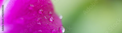 Closeup of rain drop on purple flower with blurred green nature background using as natural plants, ecology cover page concept.