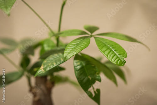 Green leaves from small tree growing in the spring time in closeup selective focus photo