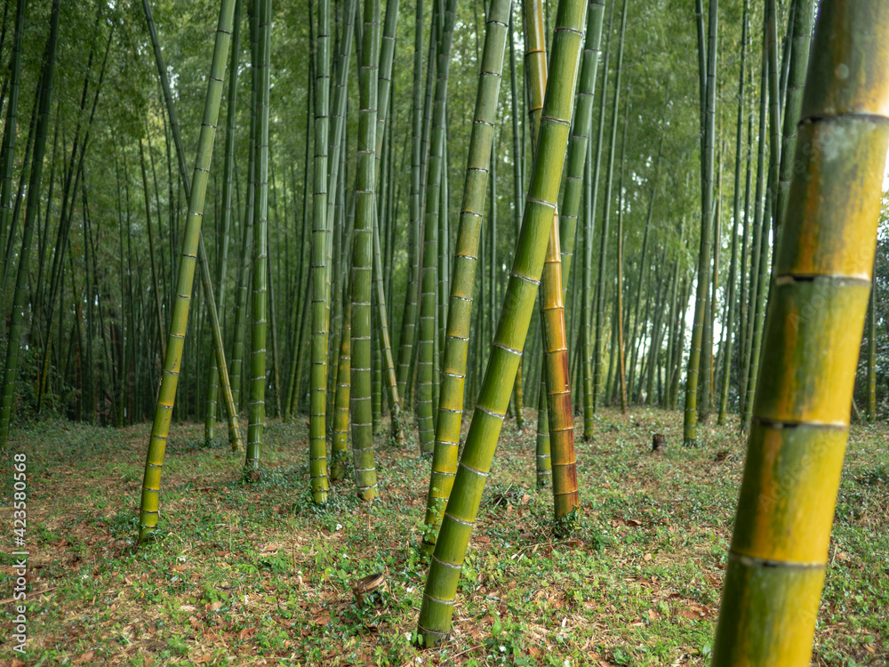 custom made wallpaper toronto digitalbamboo forest
