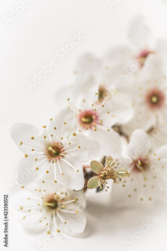 Apple tree branch with white blossoms on white background, vertical with copy space