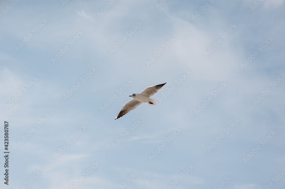 A beautiful white lone seagull flies against the blue sky, soaring above the clouds on a sunny day. Photo of a bird. A beautiful white lone seagull flies against the blue sky, soaring above the clouds on a sunny day. Photo of a bird.