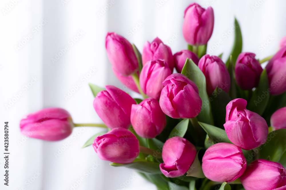 closeup pink tulip flowers on white background closeup pink tulip flowers on white background