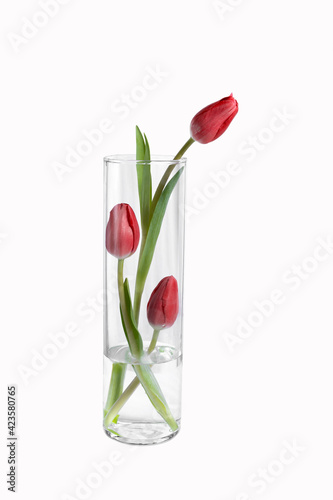 isolatedred tulip flowers in a vase on white background photo