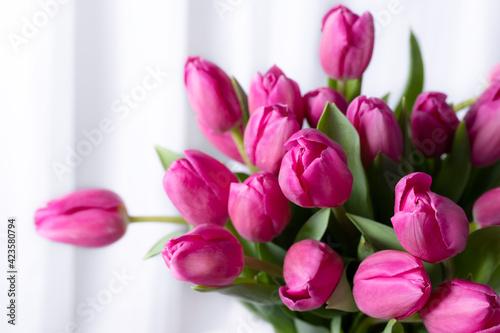 closeup pink tulip flowers on white background