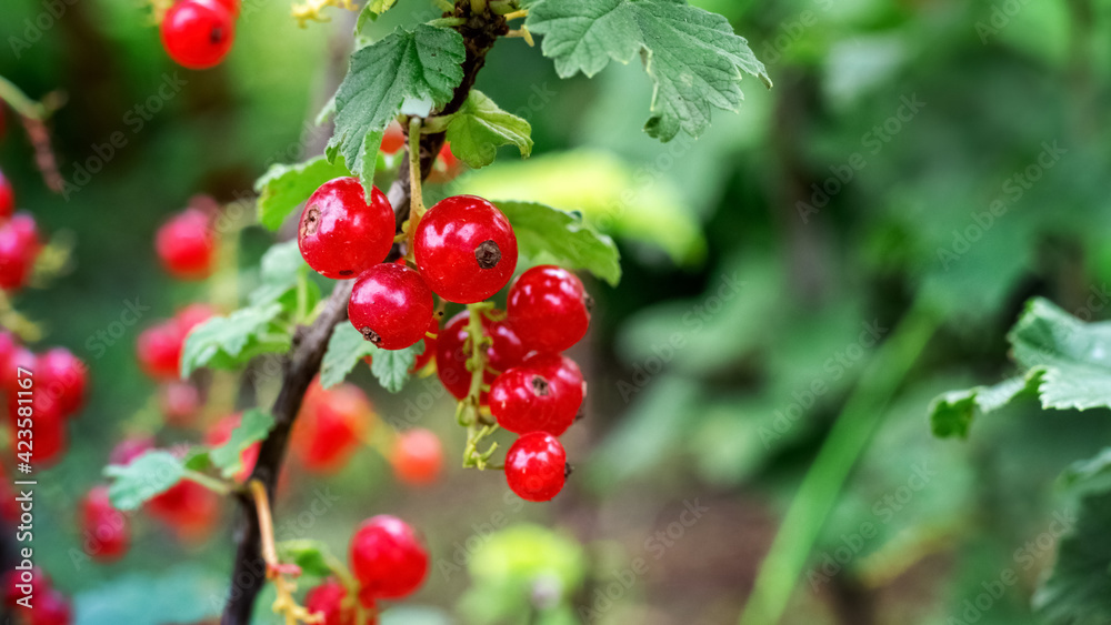 Ripe red currant berries in the garden on the bush