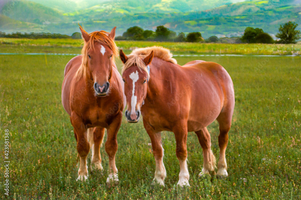 caballos marrones pastando en prado verde