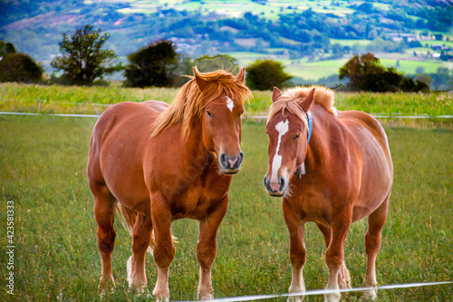 caballos marrones pastando en prado verde © PereSebastian