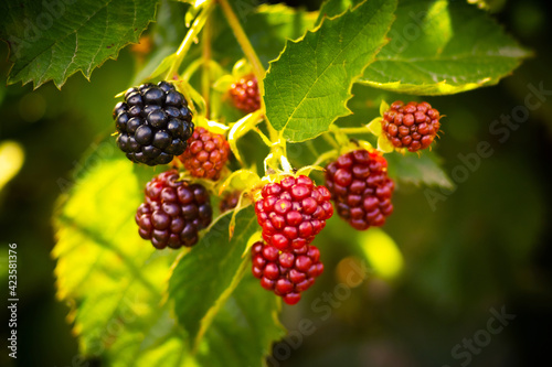 Black and red berries of blackberry in the garden on a blurred background during ripening