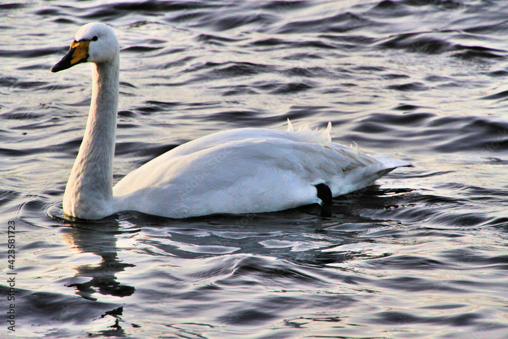 Fototapeta premium A close up of a Whooper Swan on the water