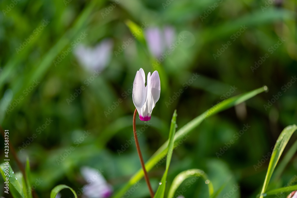 Cyclamen Persicum in an early spring morning in a park near Kokhav Yair, Israel. Cyclamen Persicum in an early spring morning in a park near Kokhav Yair, Israel.