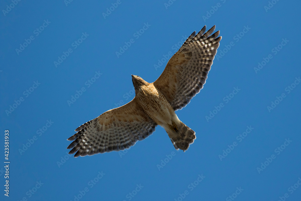 Fototapeta premium The red-shouldered hawk (Buteo lineatus)