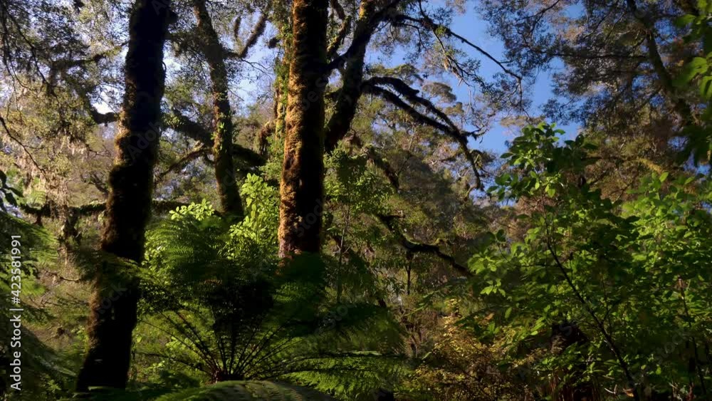 Exploring the nature of New Zealand in forest with species plants during sunny day. Exploring the nature of New Zealand in forest with species plants during sunny day.