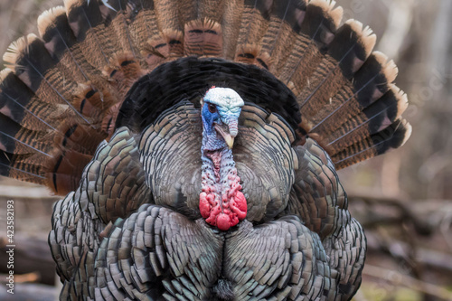 A male wild turkey in full strutting display