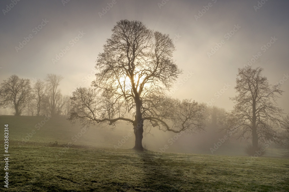 lone tree lone tree