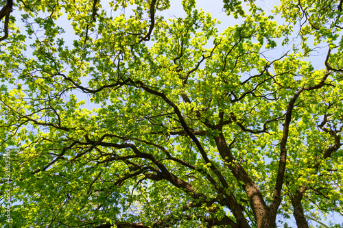 Oak leaves on tree  at summer.