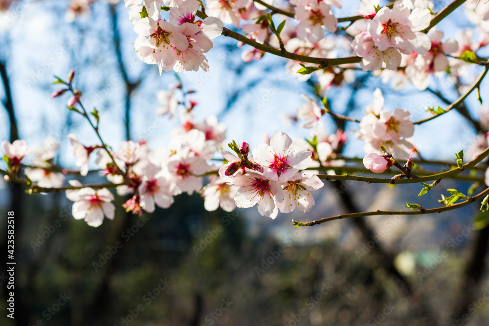 Almond tree flowers and branch, spring tree view