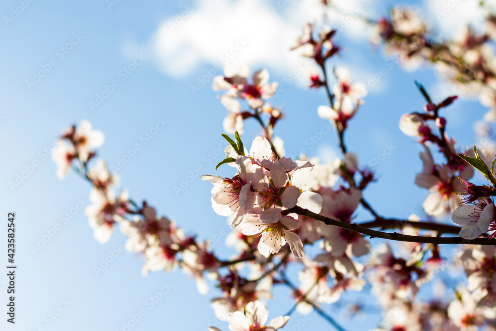 Almond tree flowers and branch, spring tree view Almond tree flowers and branch, spring tree view